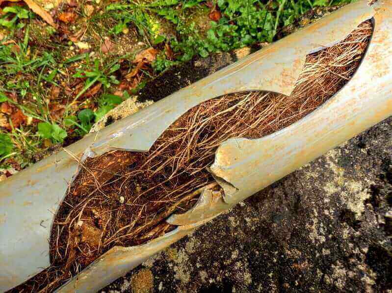 4 Signs You Have Tree Roots In Your Pipes